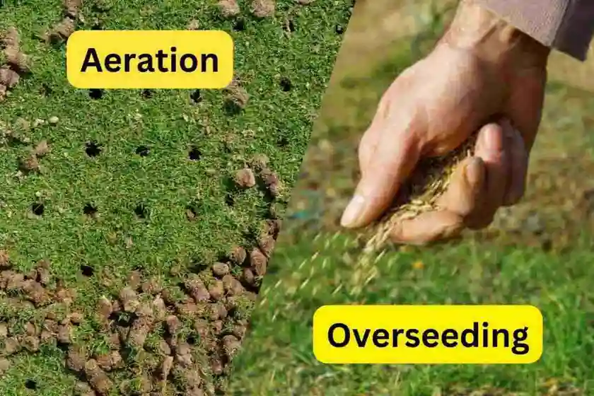aeration vs overseeding