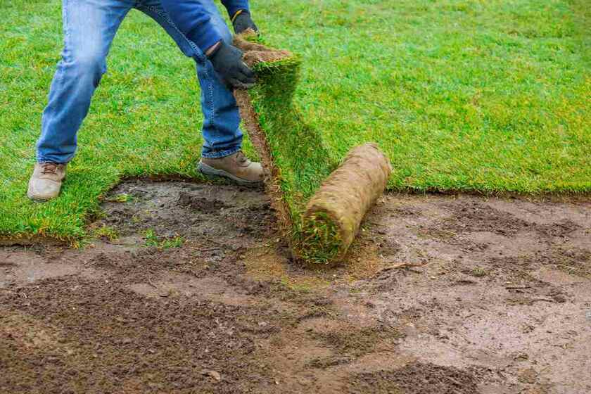 new sod installation